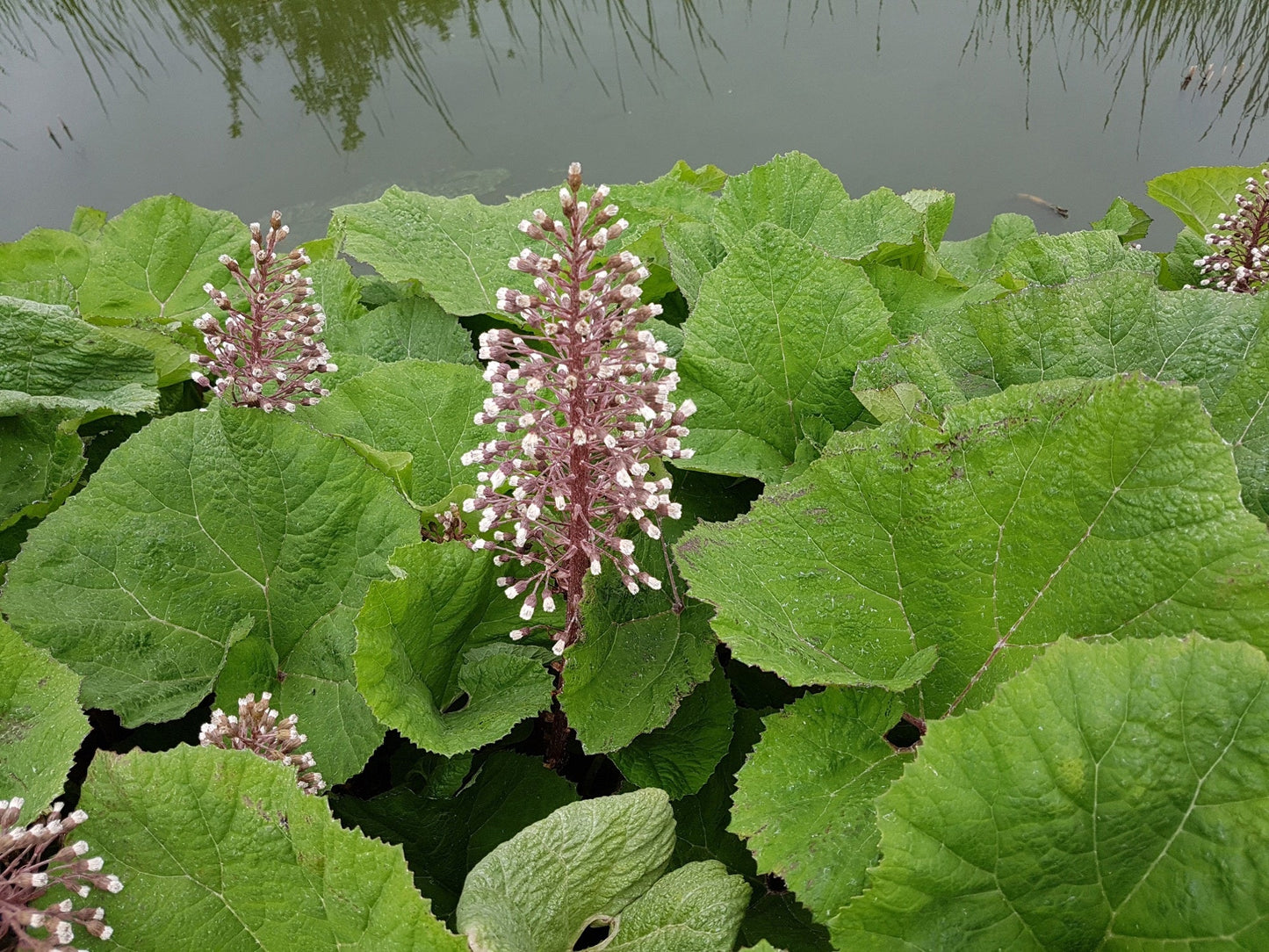 Petasites hybridus (Umbrella plant) - Marginal Pond Plants - MP089A