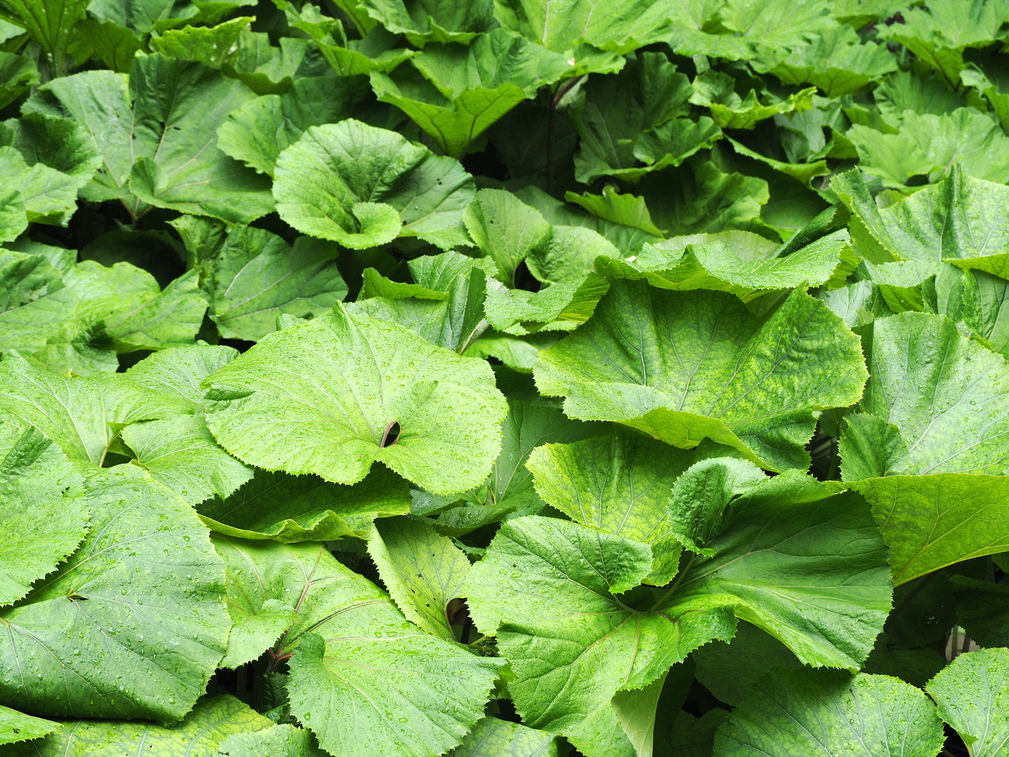 Petasites Japonicus Giganteus - Marginal Pond Plants - MP089B