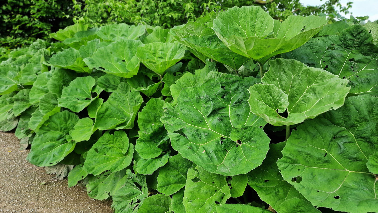 Petasites Japonicus Giganteus - Marginal Pond Plants - MP089B