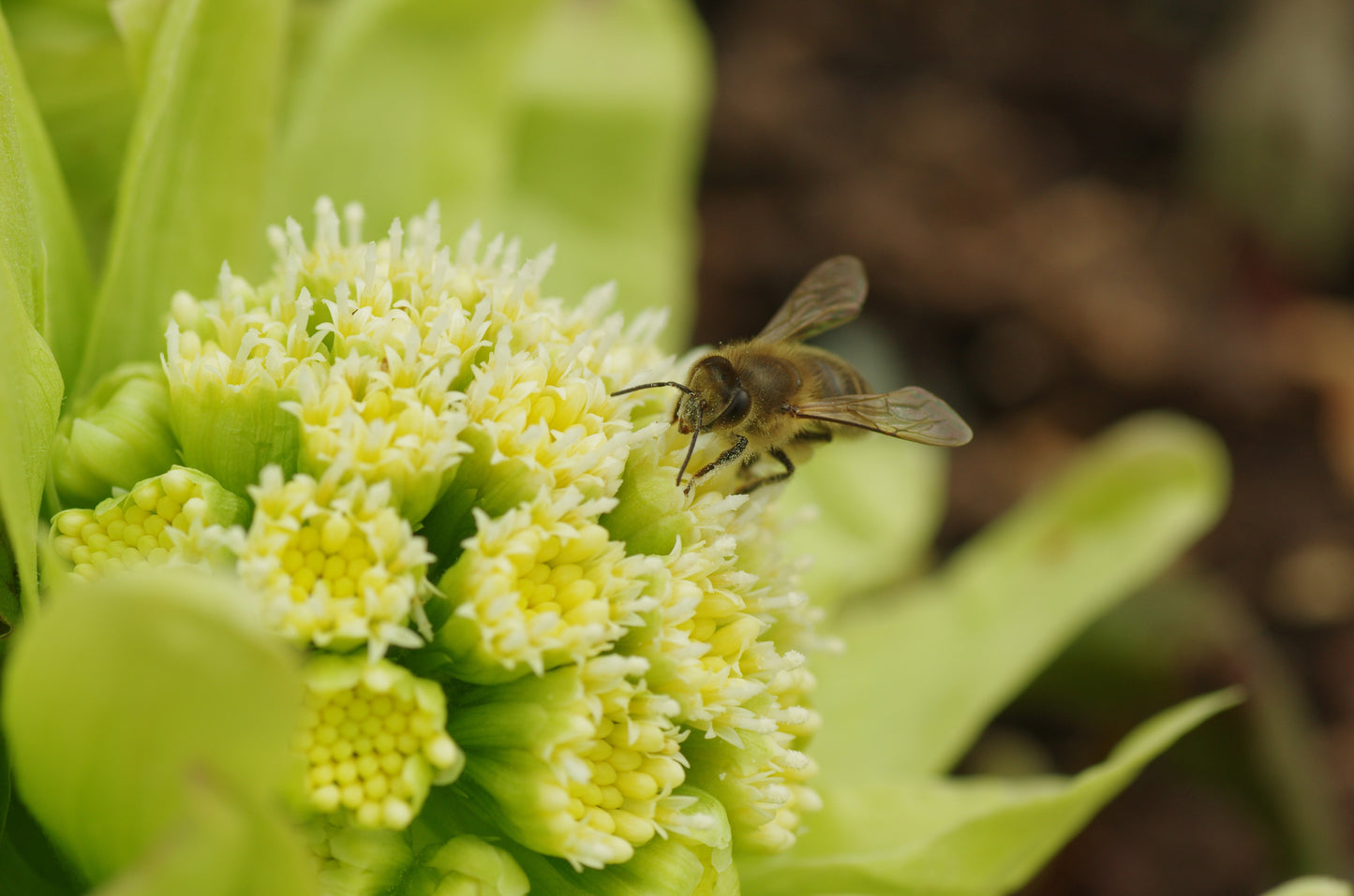 Petasites Japonicus Giganteus - Marginal Pond Plants - MP089B