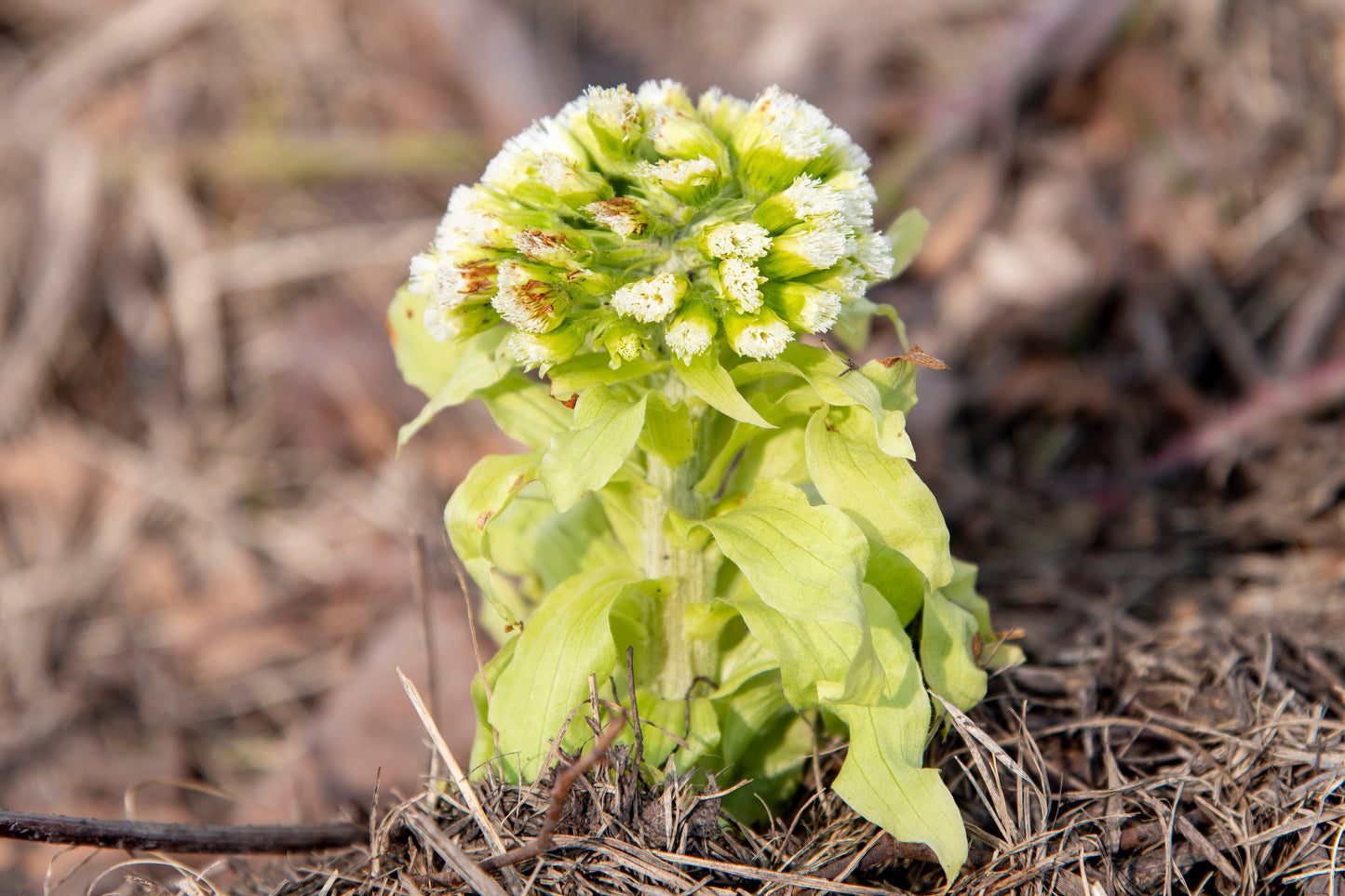 Petasites Japonicus Giganteus - Marginal Pond Plants - MP089B