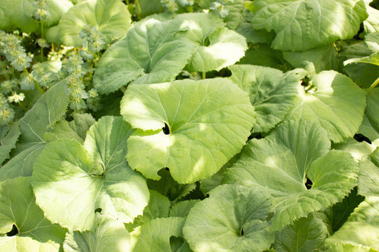 Petasites Japonicus Giganteus - MP089B Packs