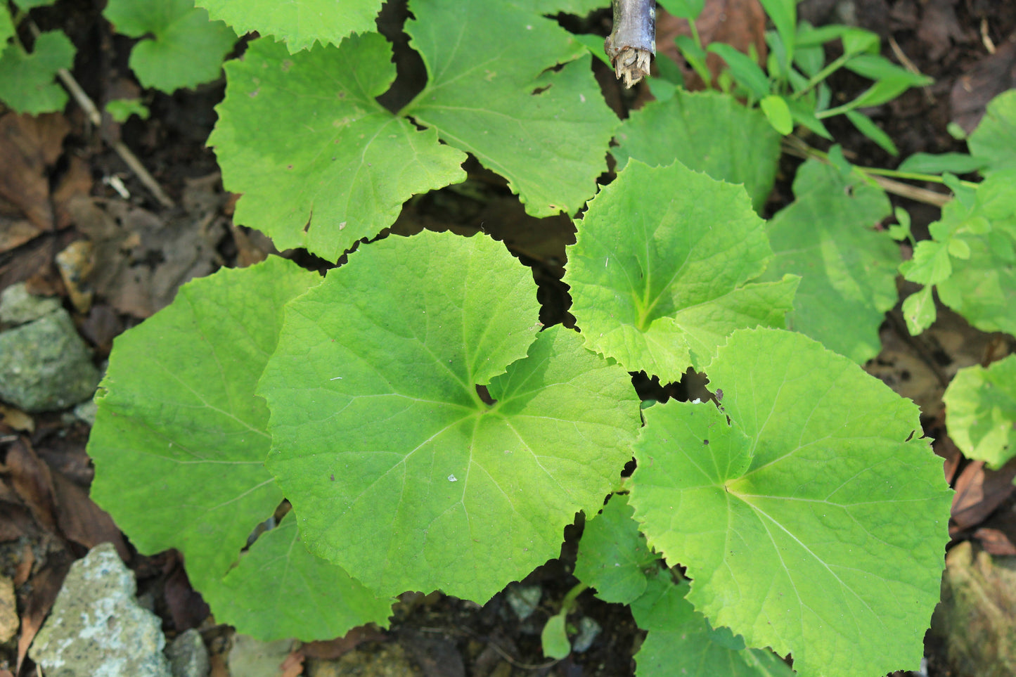 Petasites Japonicus Giganteus - MP089B Packs