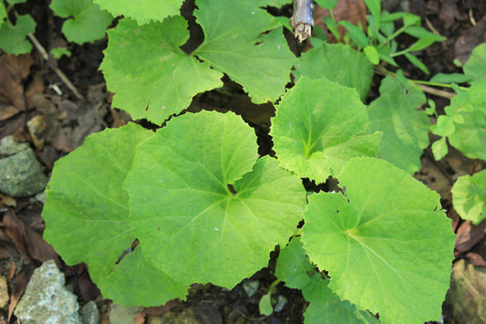 Petasites Japonicus Giganteus - MP089B Packs