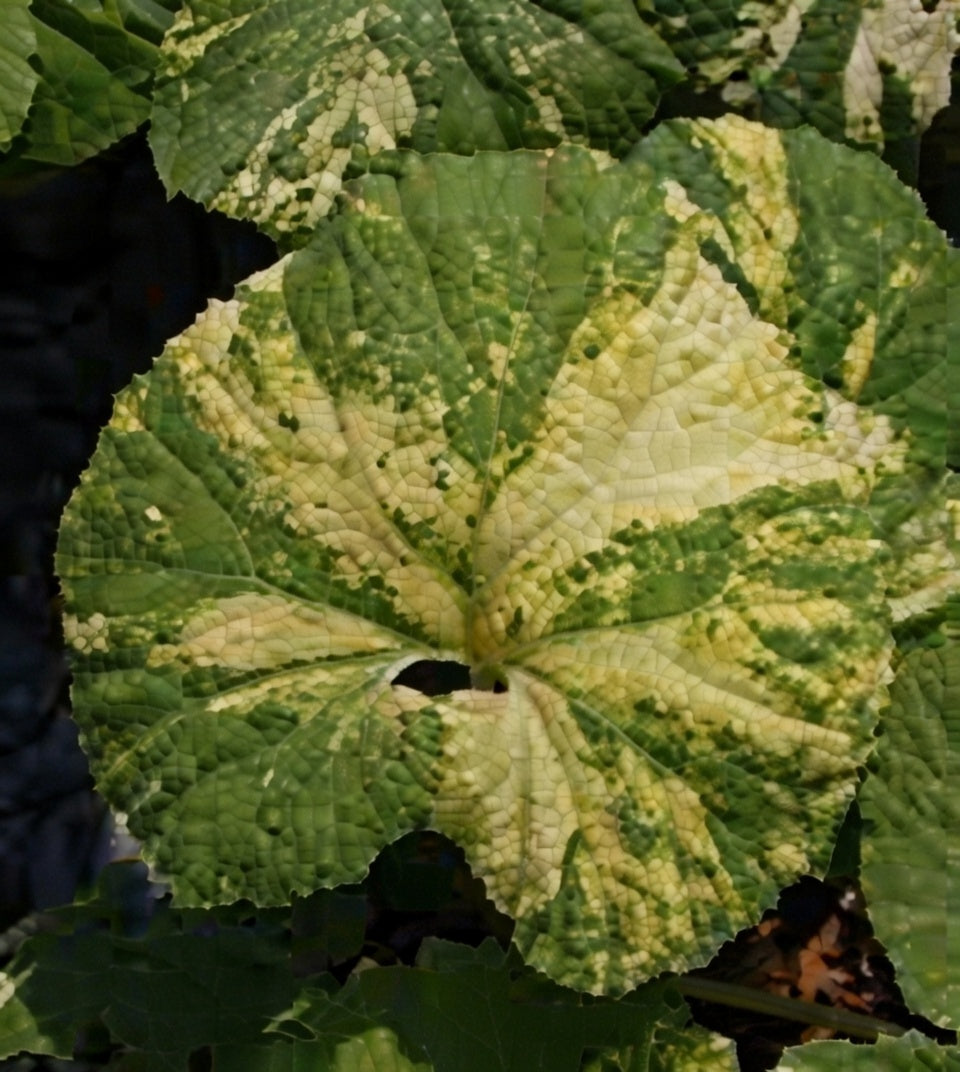 Petasites Japonicus Variegated - Marginal Pond Plants  - MP089C
