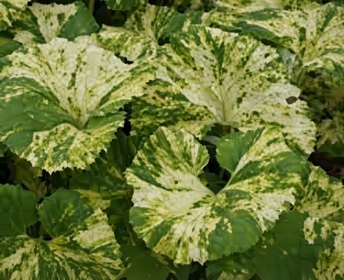 Petasites Japonicus Variegated - Marginal Pond Plants  - MP089C