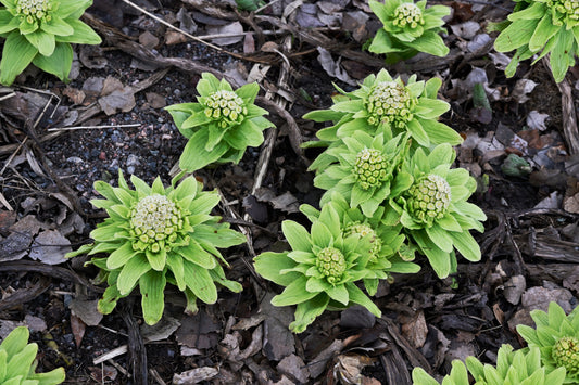 Petasites Japonicus Varigated - MP089C Packs