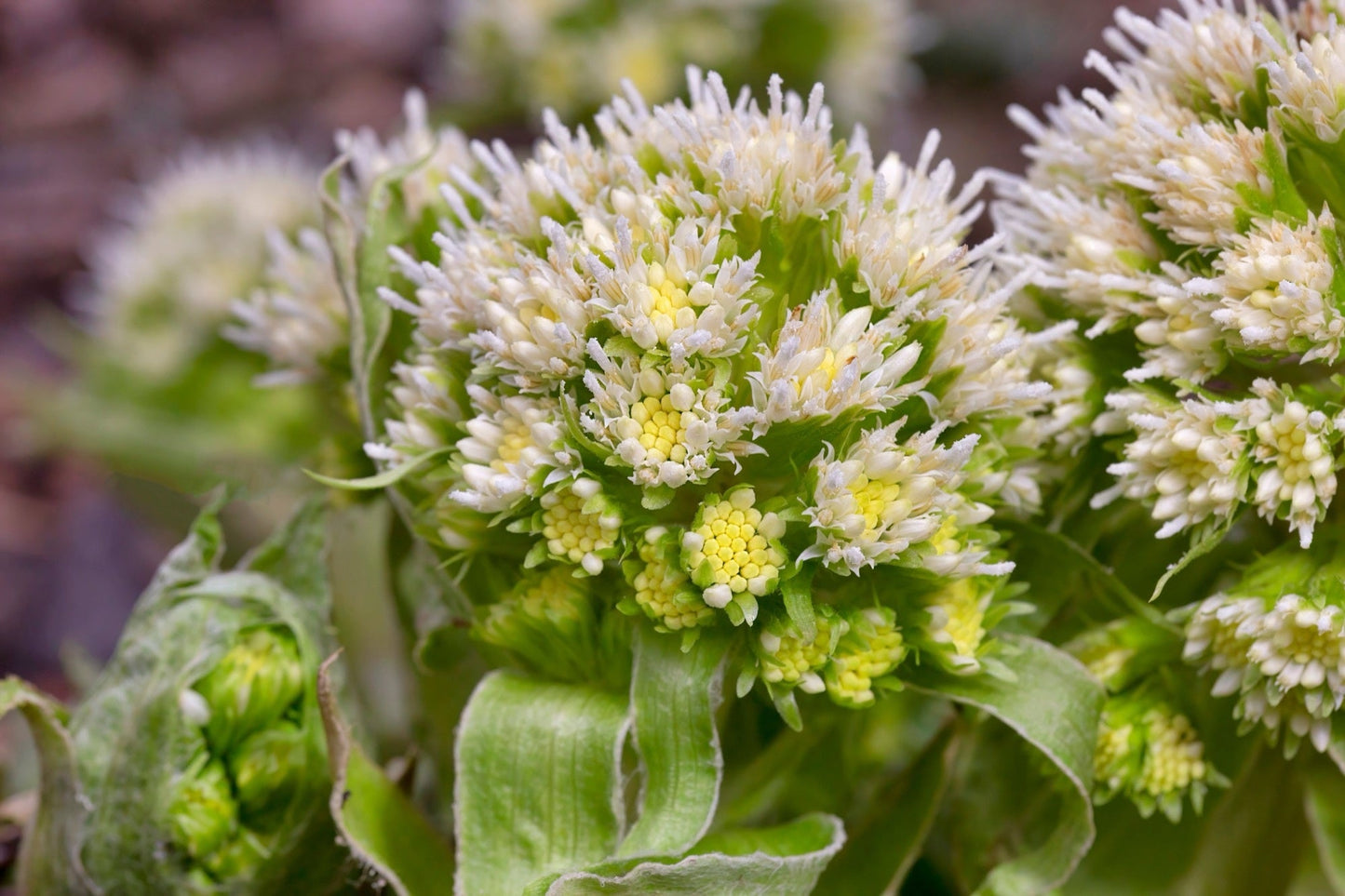 Petasites albus - Marginal Pond Plants - MP089