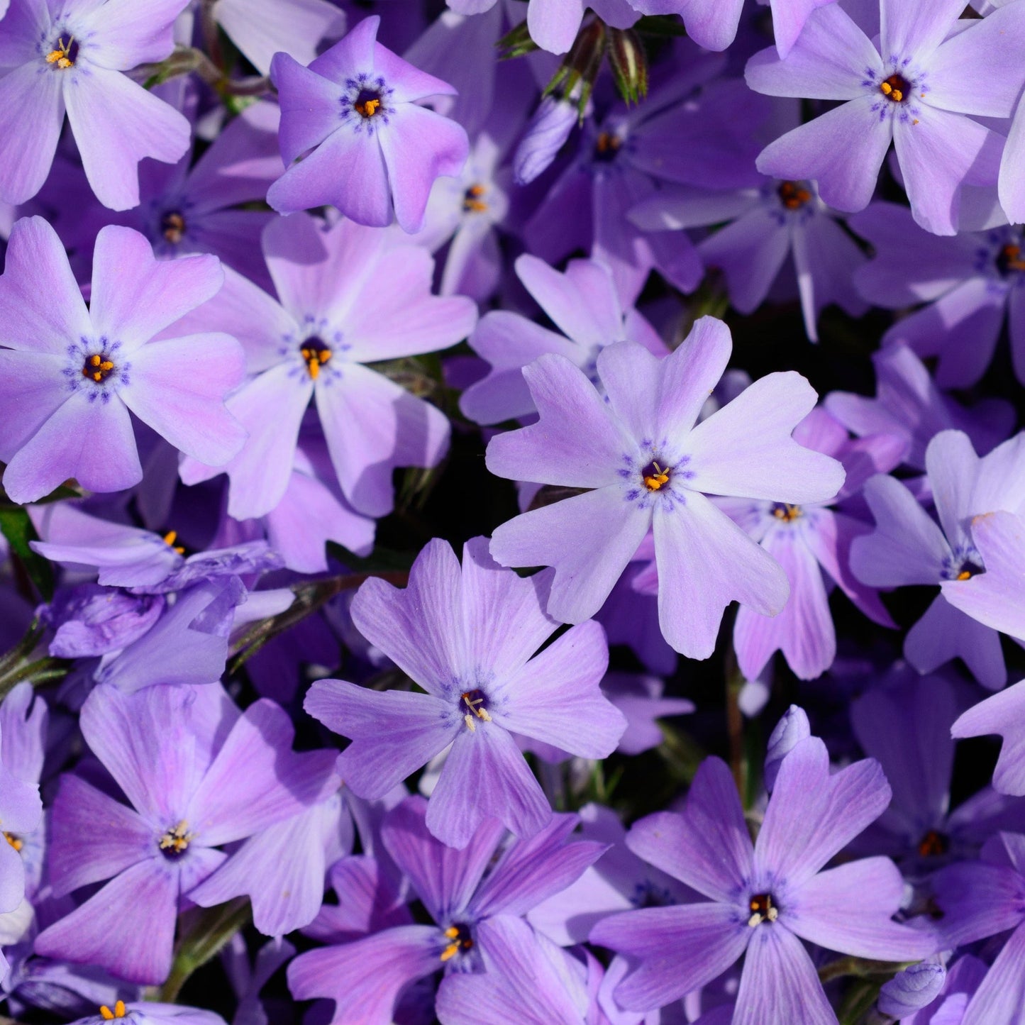 Phlox subulata 'Emerald Cushion Blue' (Young Perennial)