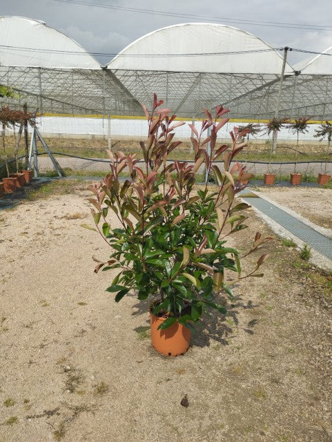 Photinia x fraseri 'Red Robin'