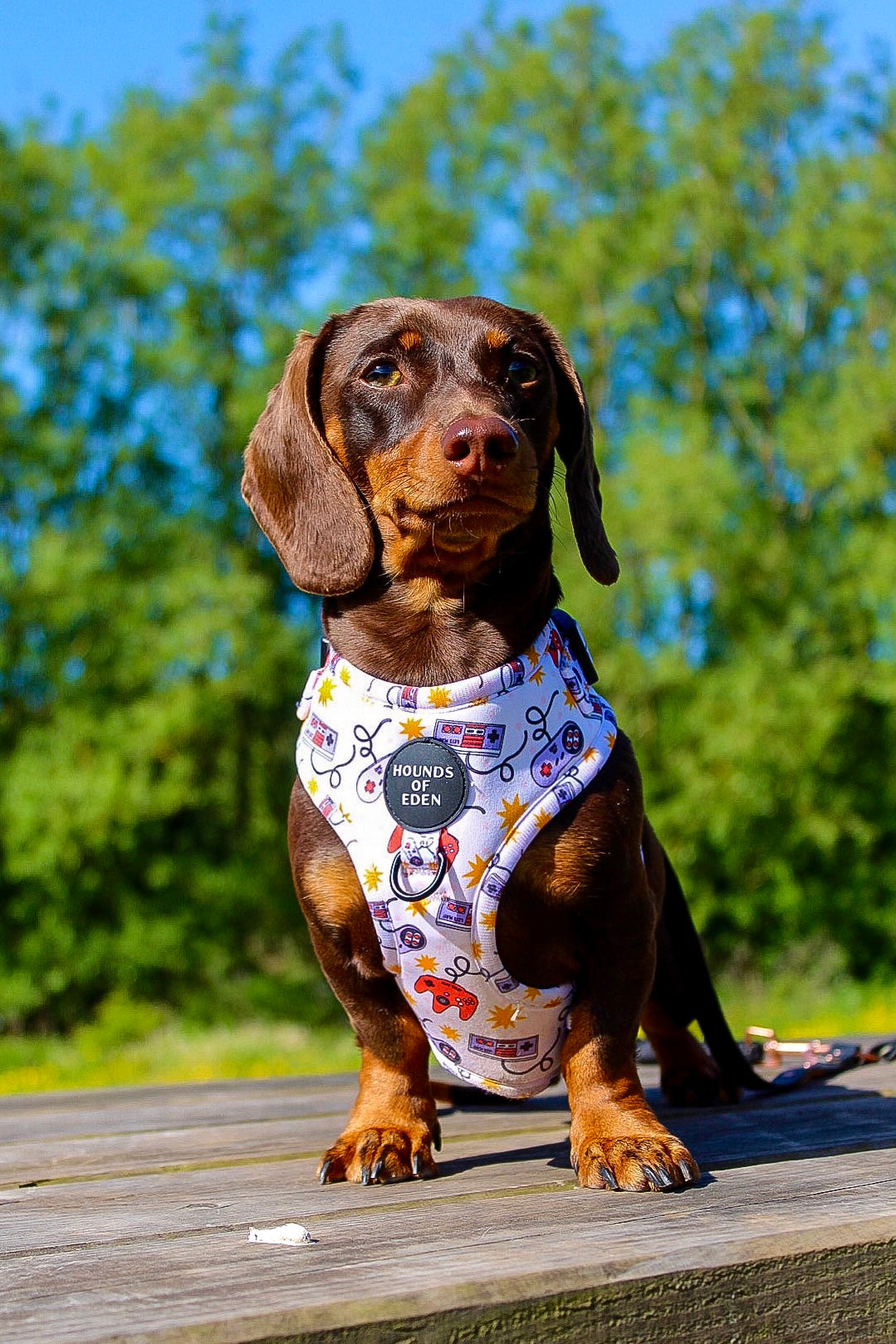 Nintendawg Design Dog Harness