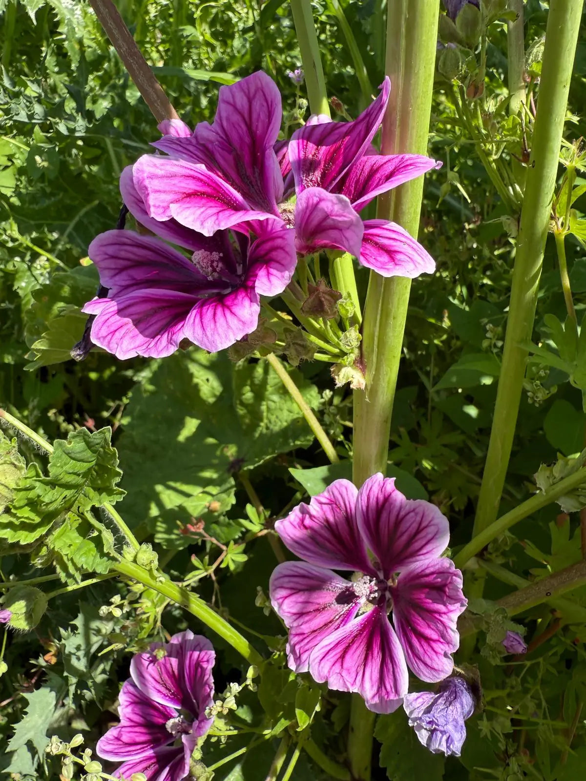 Malva Zebrina