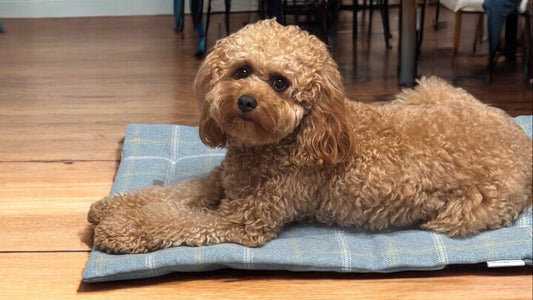 Dog/Pet Foldable Travel Mat/Bed