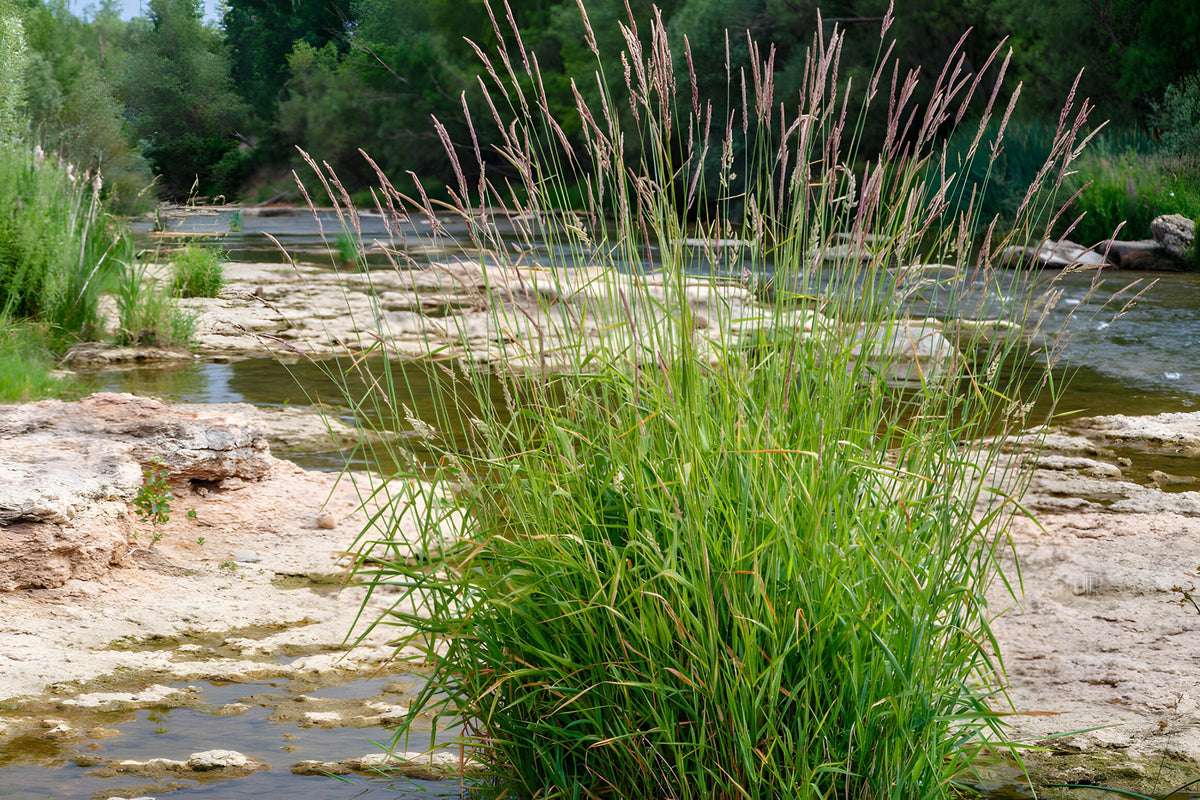 Phragmites australis