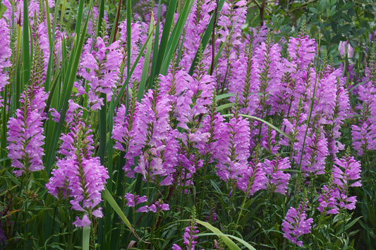 Physostegia virginiana (Obedient plant) - MBP094 Packs