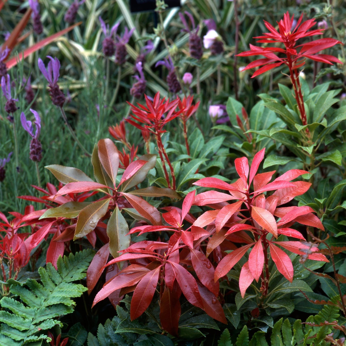 Pieris japonica ‘Mountain Fire’ 9cm/1L/2L