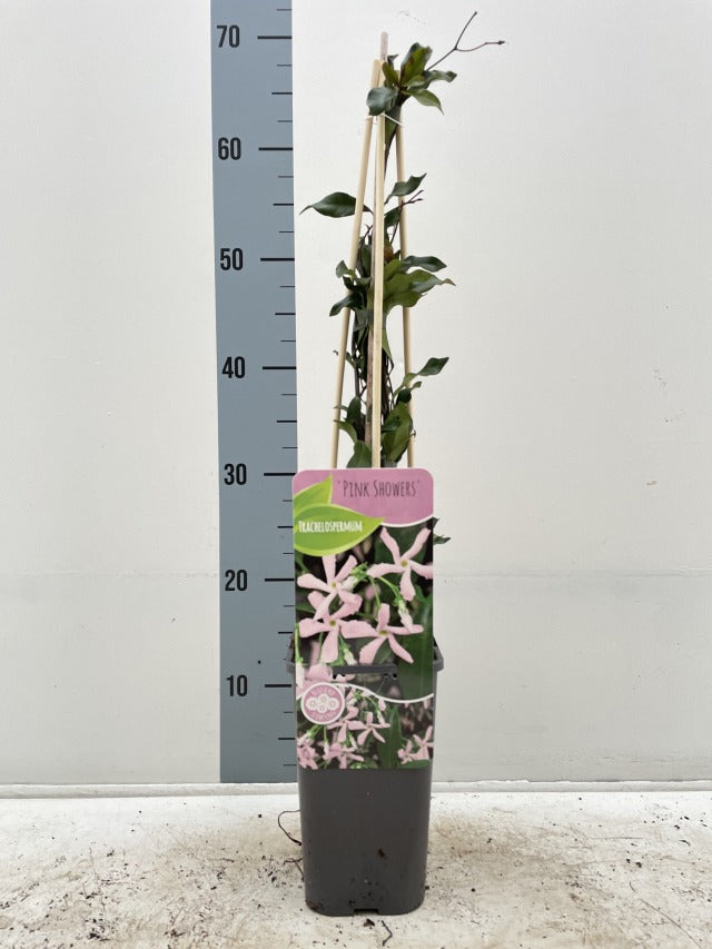 Evergreen Star Jasmine 'Pink Showers' | Trachelospermum jasminoides | Climber | 20-30cm, 60-80cm, 100-120cm