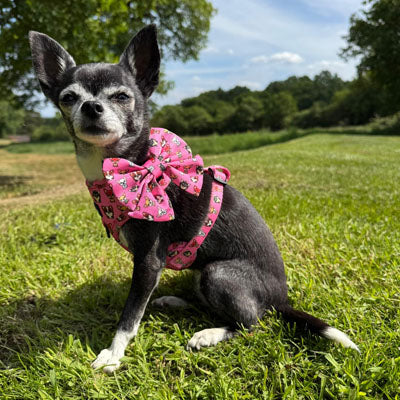Signature Pink Chihuahua Print Exclusive Small Dog Harness by My Chi and Me SALE