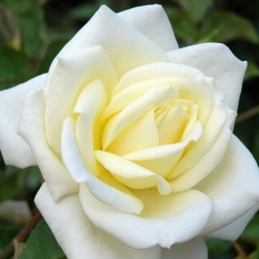 Rose Polar Star | Hybrid Tea Rose | 4L Potted Rose (PRE ORDER DECEMBER '25)
