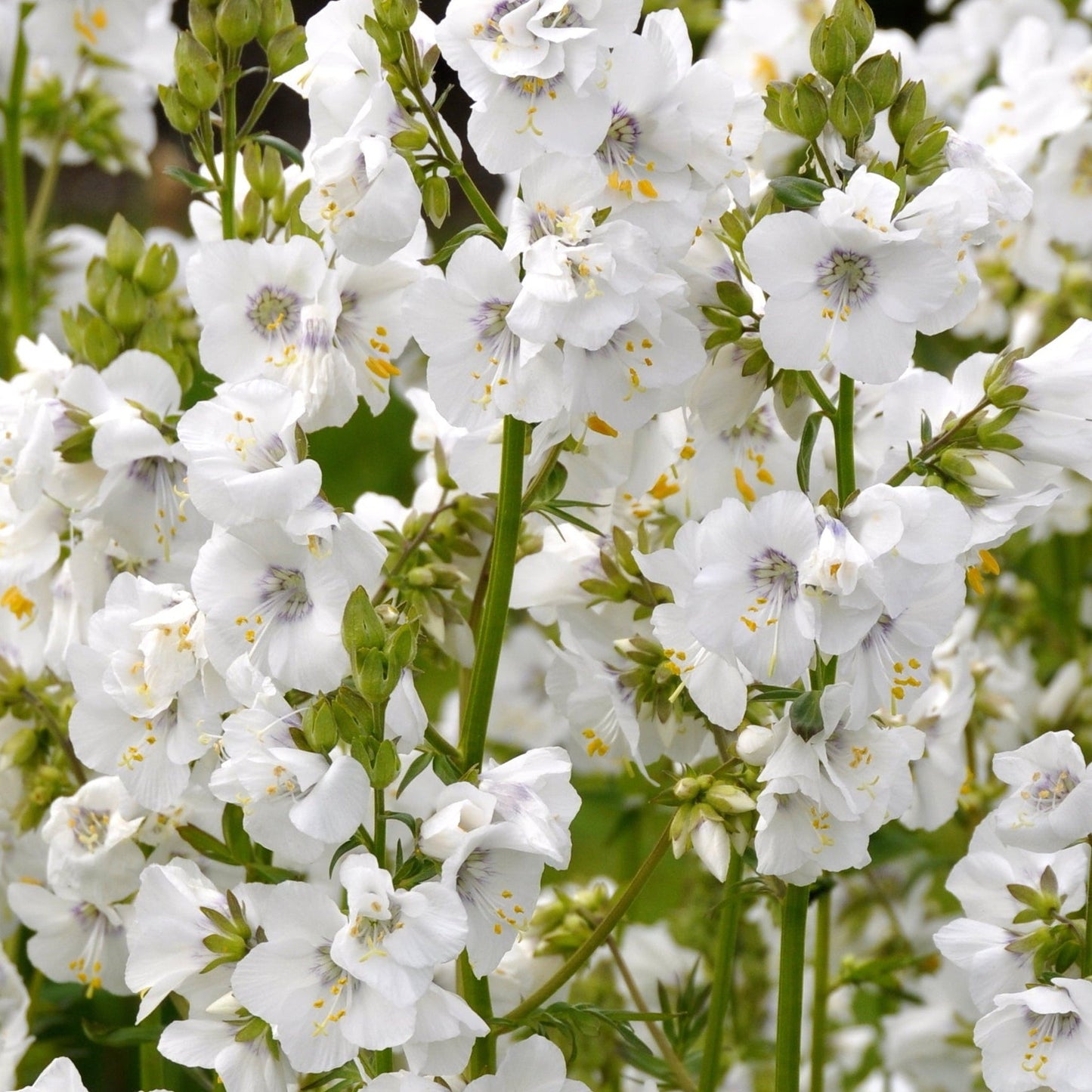 Polemonium caeruleum (Jacob's Ladder) White 9cm