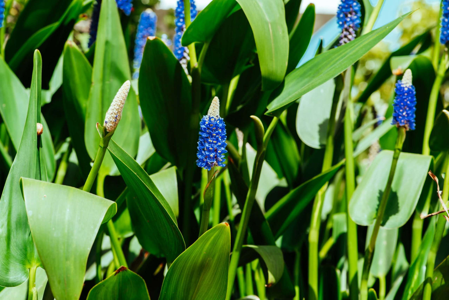 Pontederia cordata lanceolata (Giant Pickerel Weed) - Marginal Pond Plants - MP095