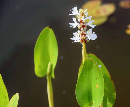 Pontederia cordata ‘Alba’ (White pickerel weed) - Marginal Pond Plants - MP093