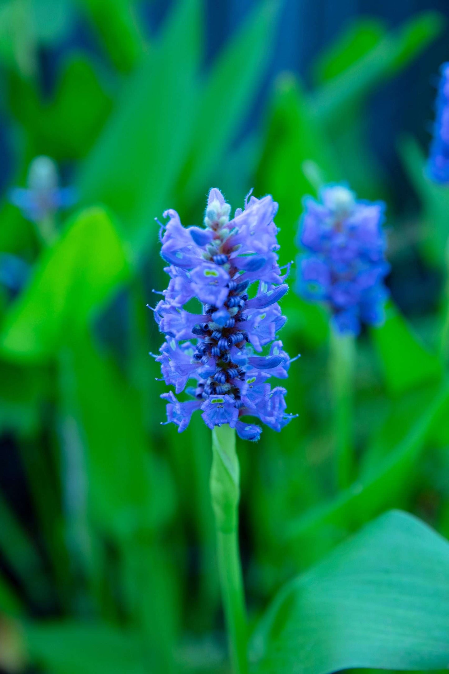 Pontederia cordata (Pickerel weed) - Marginal Pond Plants - MP092
