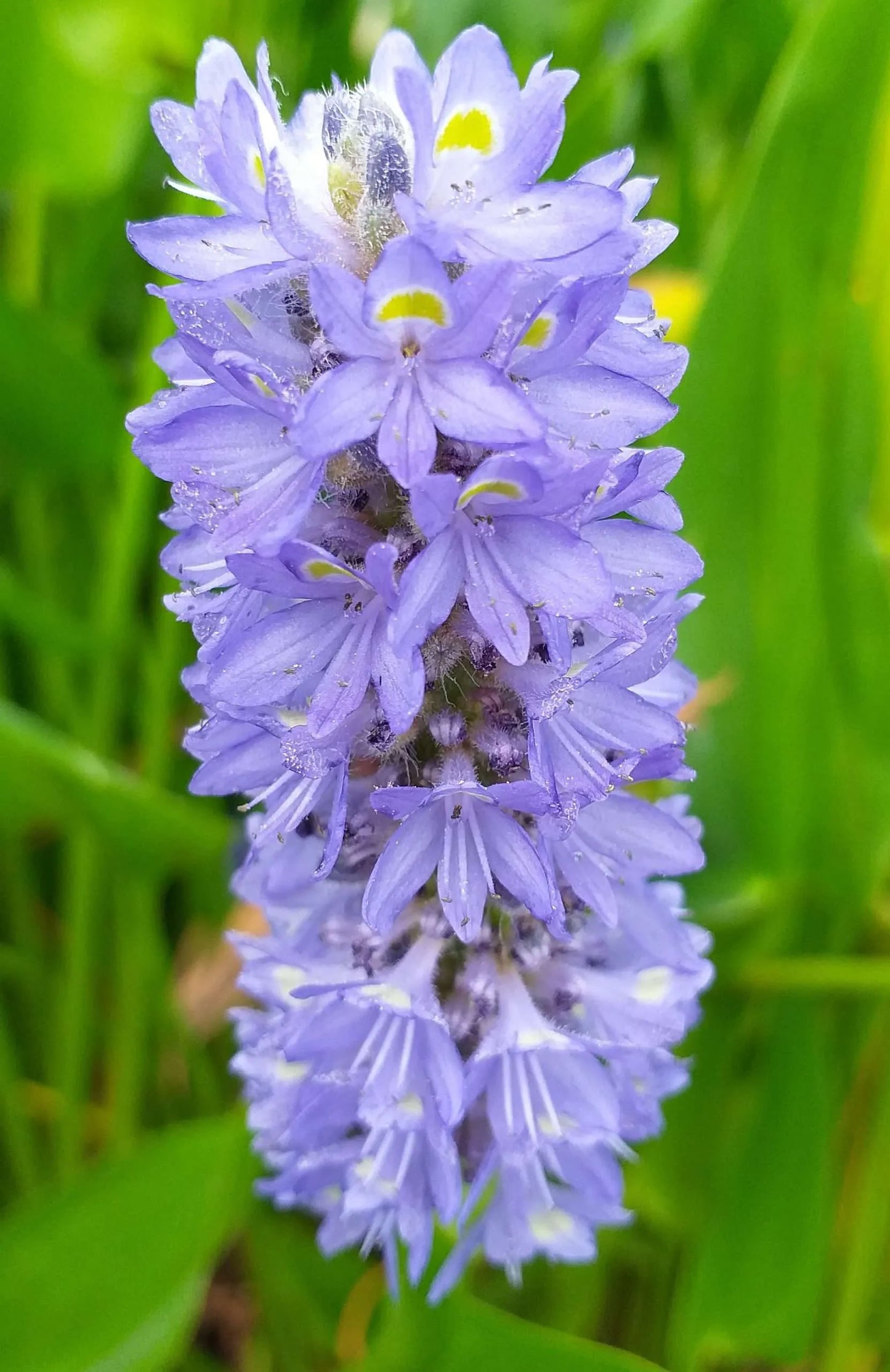 Pontederia cordata lanceolata (Giant Pickerel Weed) - MP095 Packs