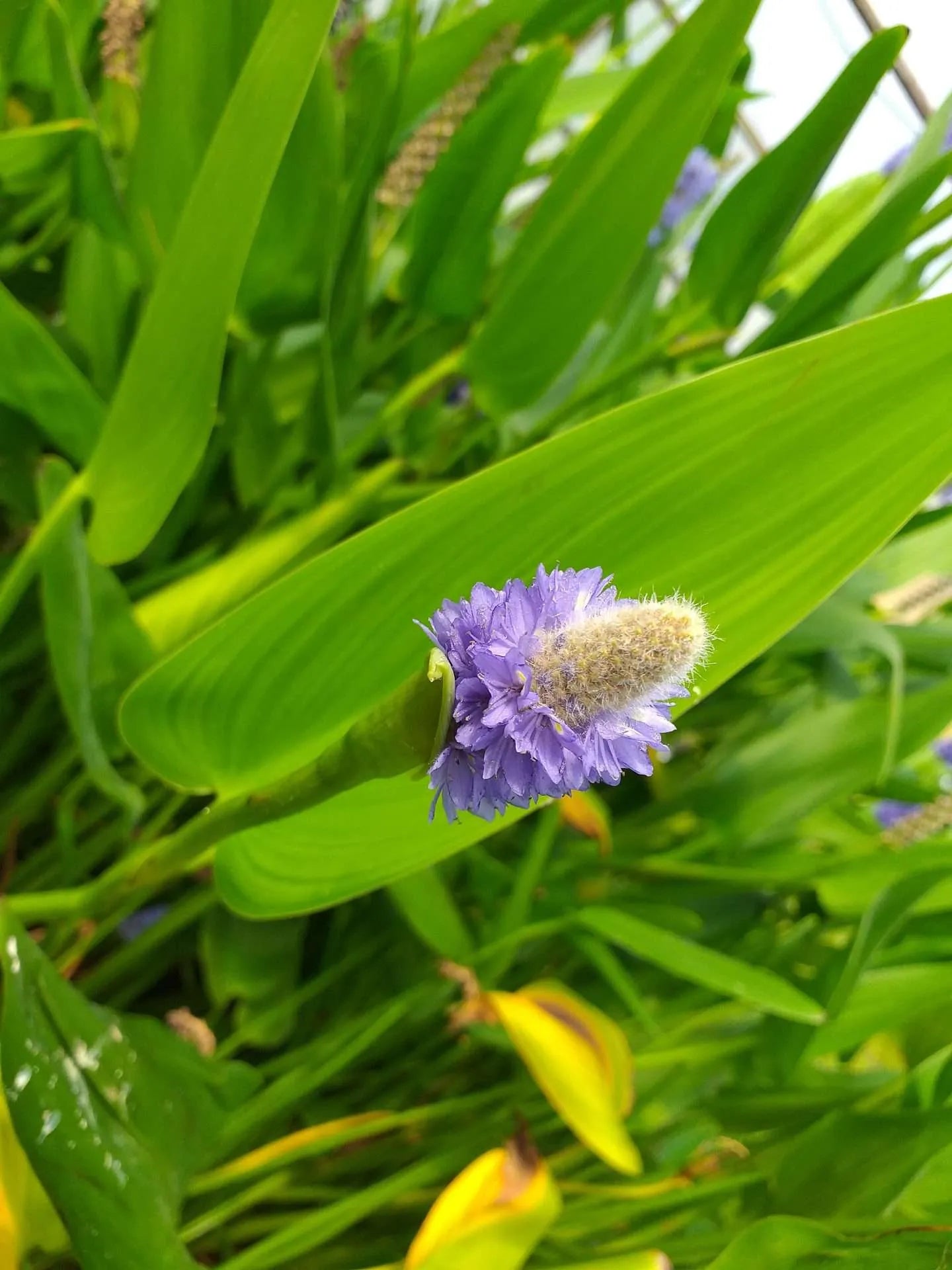 Pontederia cordata lanceolata (Giant Pickerel Weed) - MP095 Packs