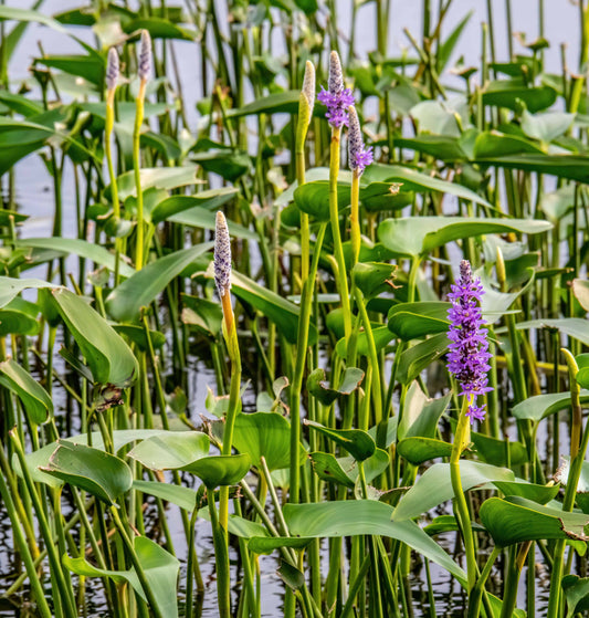 Pontederia cordata ‘Pink’ - MP094 Packs