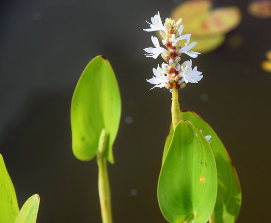 Pontederia cordata ‘Alba’ (White pickerel weed) - MP093 Packs