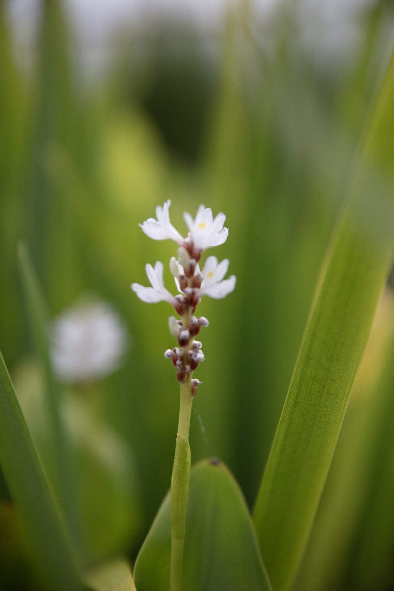 Pontederia cordata ‘Alba’ (White pickerel weed) - Marginal Pond Plants - MP093