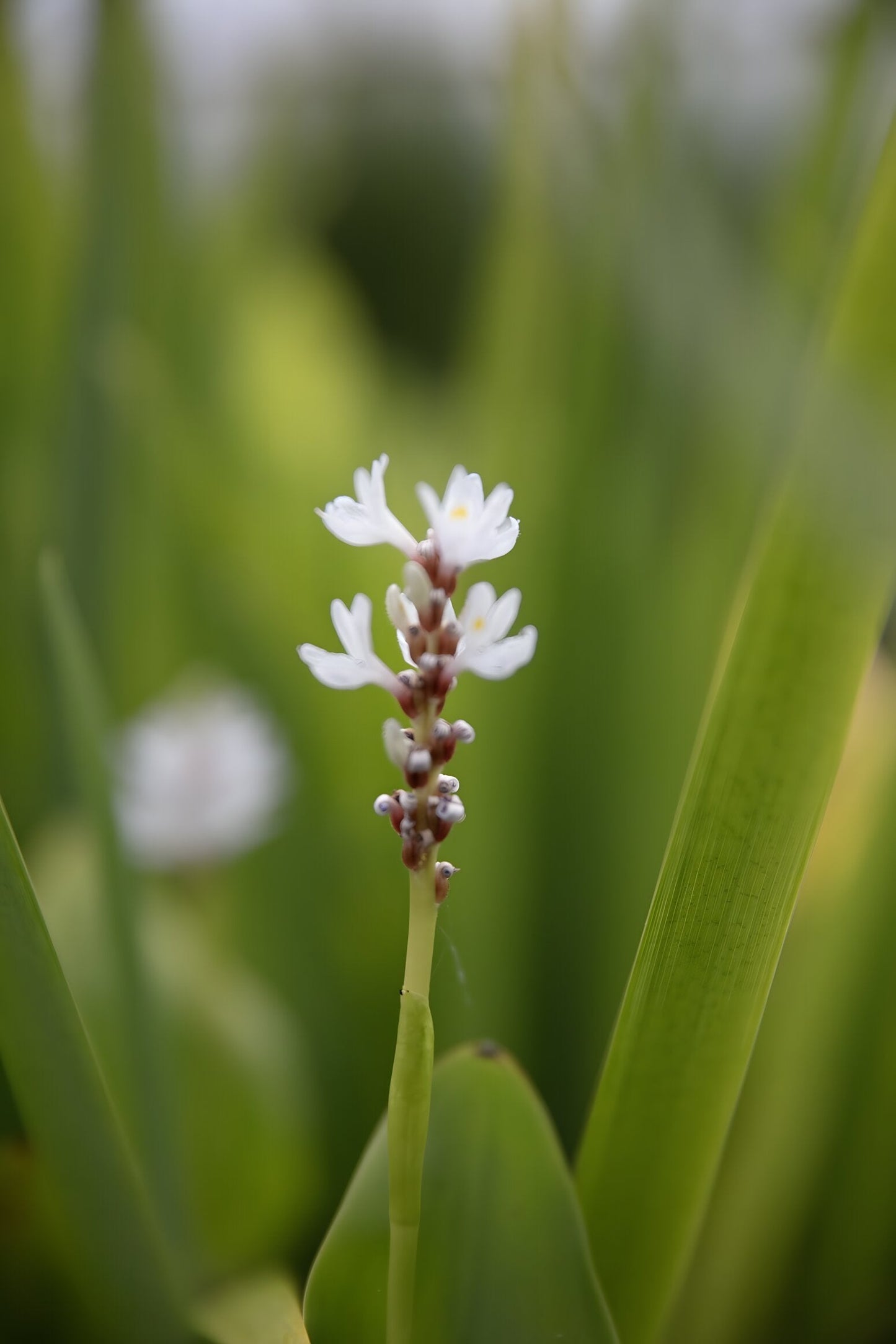 Pontederia cordata 'Alba'