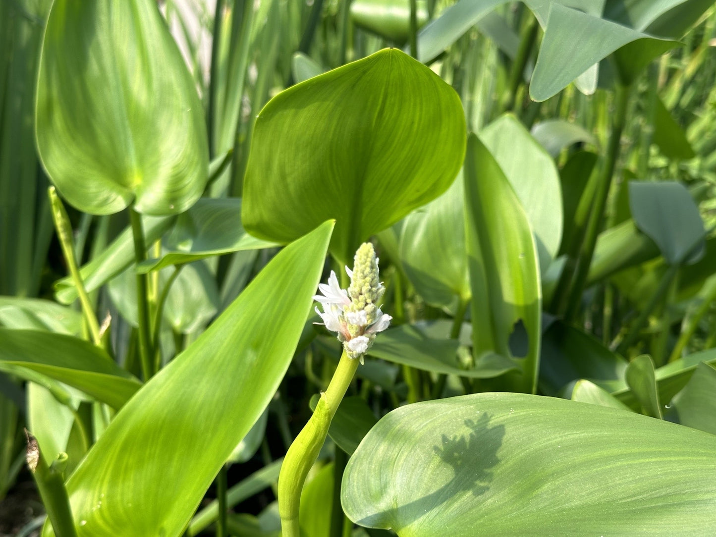 Pontederia cordata ‘Alba’ (White pickerel weed) - Marginal Pond Plants - MP093