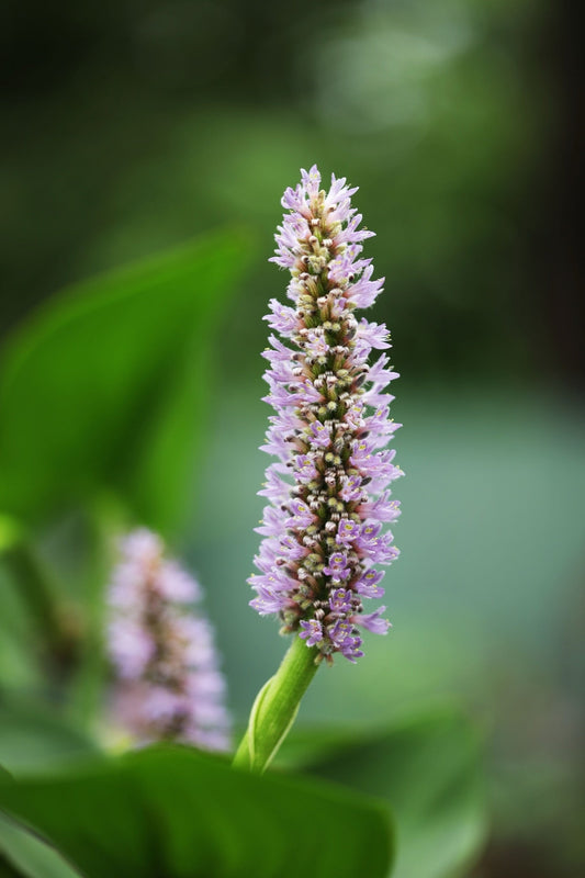 Pontederia cordata ‘Pink’ - Marginal Pond Plants - MP094