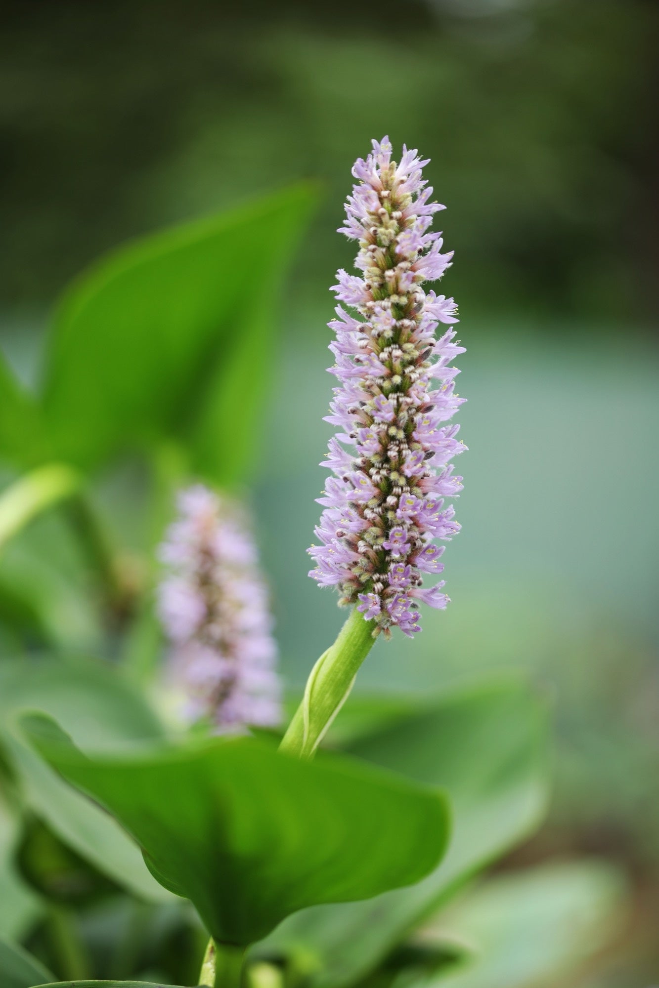 Pontederia cordata ‘Pink’ - Marginal Pond Plants - MP094