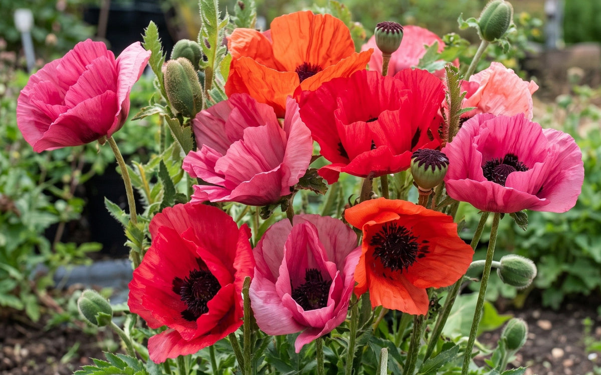 Poppy Oriental Fruit Punch