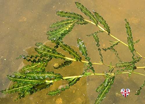 Potamogeton crispus Oxygenating Pond Plant - OX017
