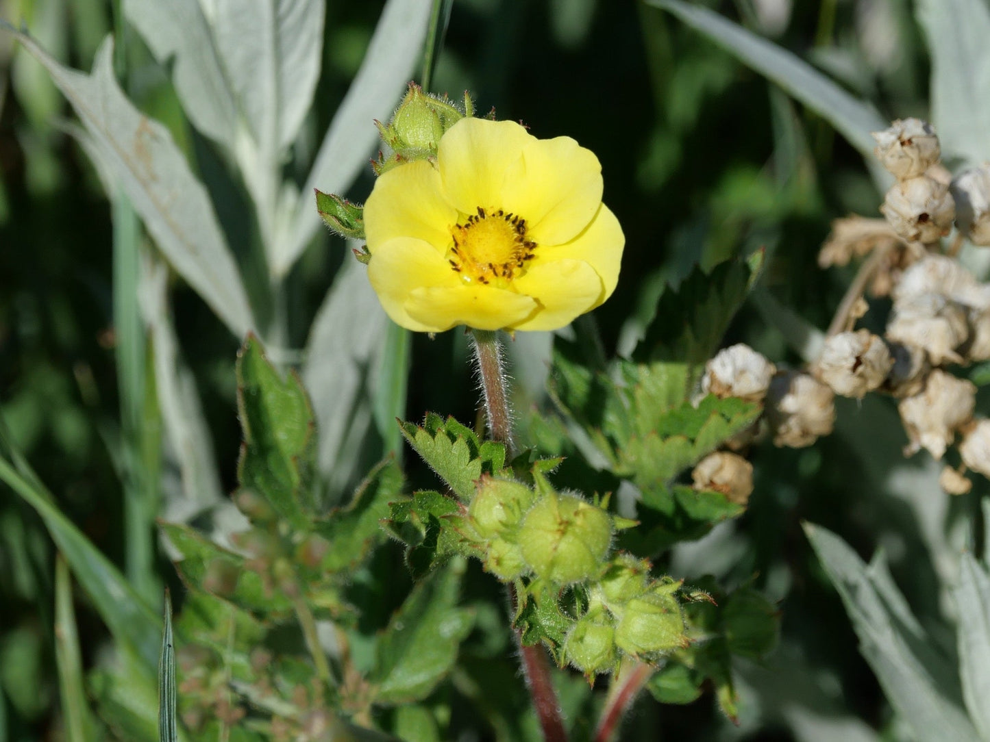 Potentilla hippiana
