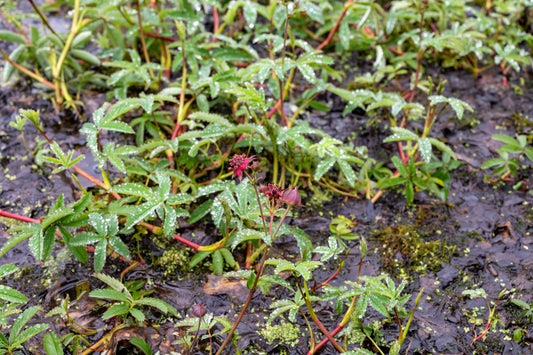 Potentilla palustris (Marsh cinquefoil) - MP096 Packs