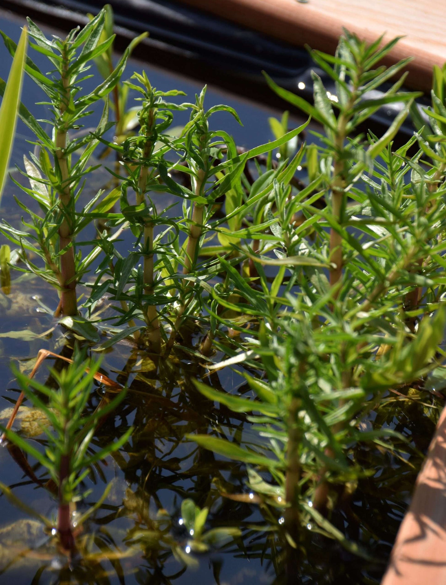Preslia cervina (Mentha cervina) - Marginal Pond Plants - MP097