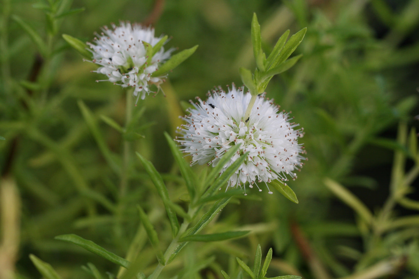 Preslia cervina (Mentha cervina) - MP097 Packs