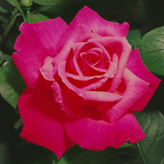 Prima Ballerina Hybrid tea Rose (PRE ORDER DECEMBER '25)