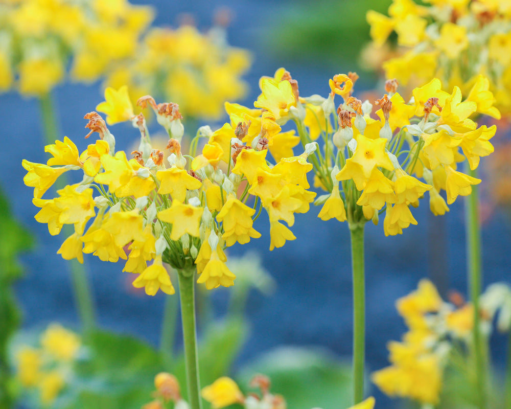 Primula florindae (Giant Cowslip) - BP097 Packs