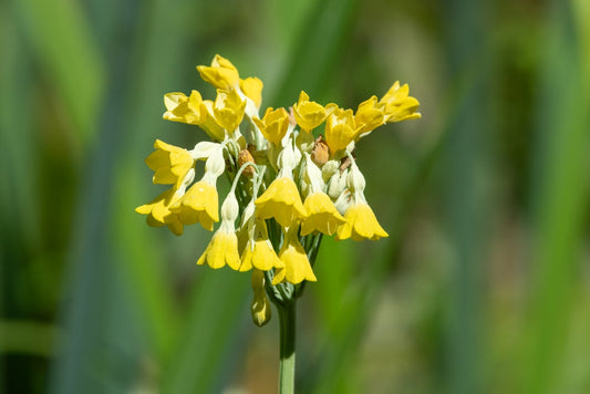 Primula florindae (Giant Cowslip) - Marginal Pond Plants - BP097