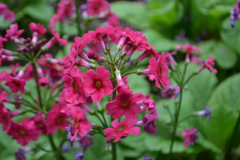 Primula Japonica - BP098 Packs
