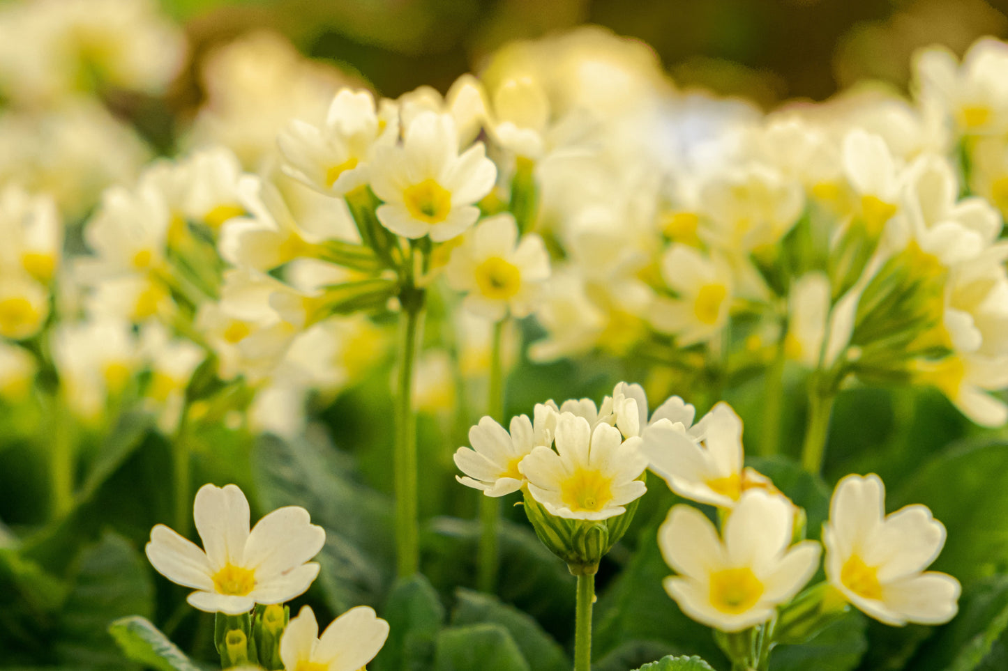 Primula Elatior Oxlip - BP096 Packs