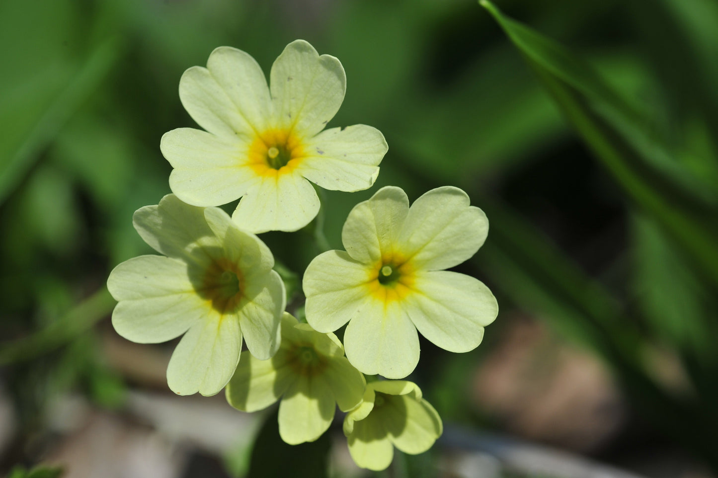 Primula Elatior Oxlip - BP096 Packs