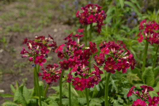 Primula Japonica Millers Crimson - BP098A Packs
