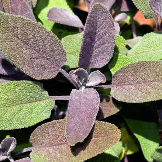 Purple Sage (Herb) 9cm
